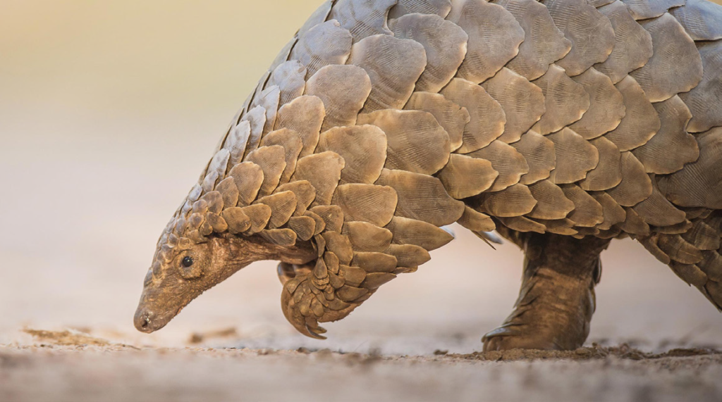 pangolin