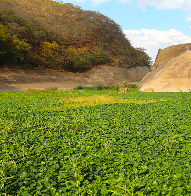 WATER HYACINTH SPREADS UNCONTROLLABLY ACROSS THE COUNTRY’S WATER BODIES