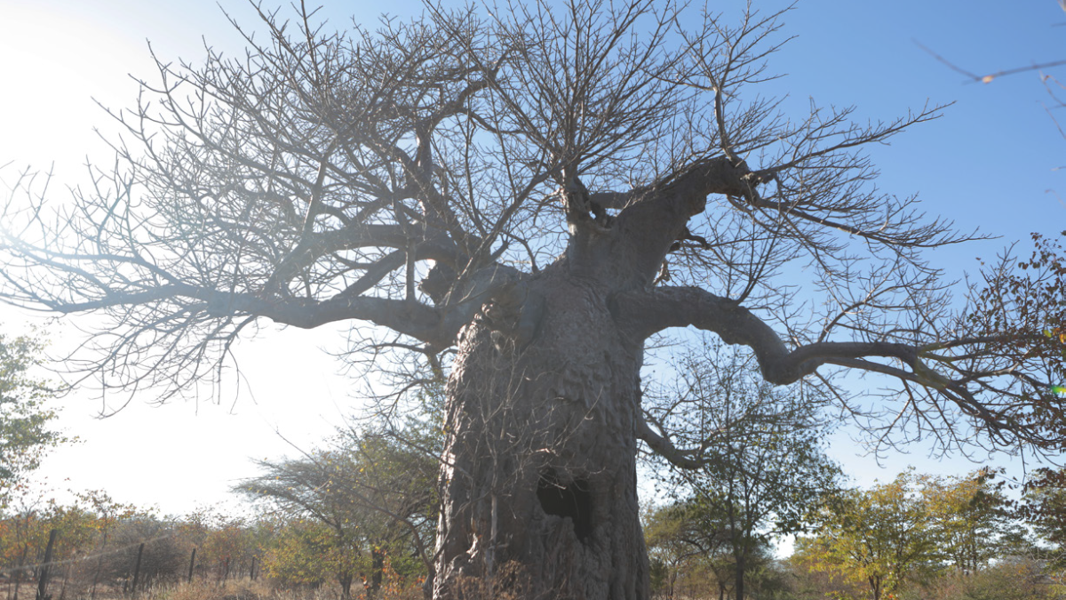 Baobab myths, traditional systems and non-timber products