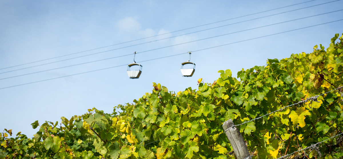 Making wine more sustainable and greener – confronting climate change