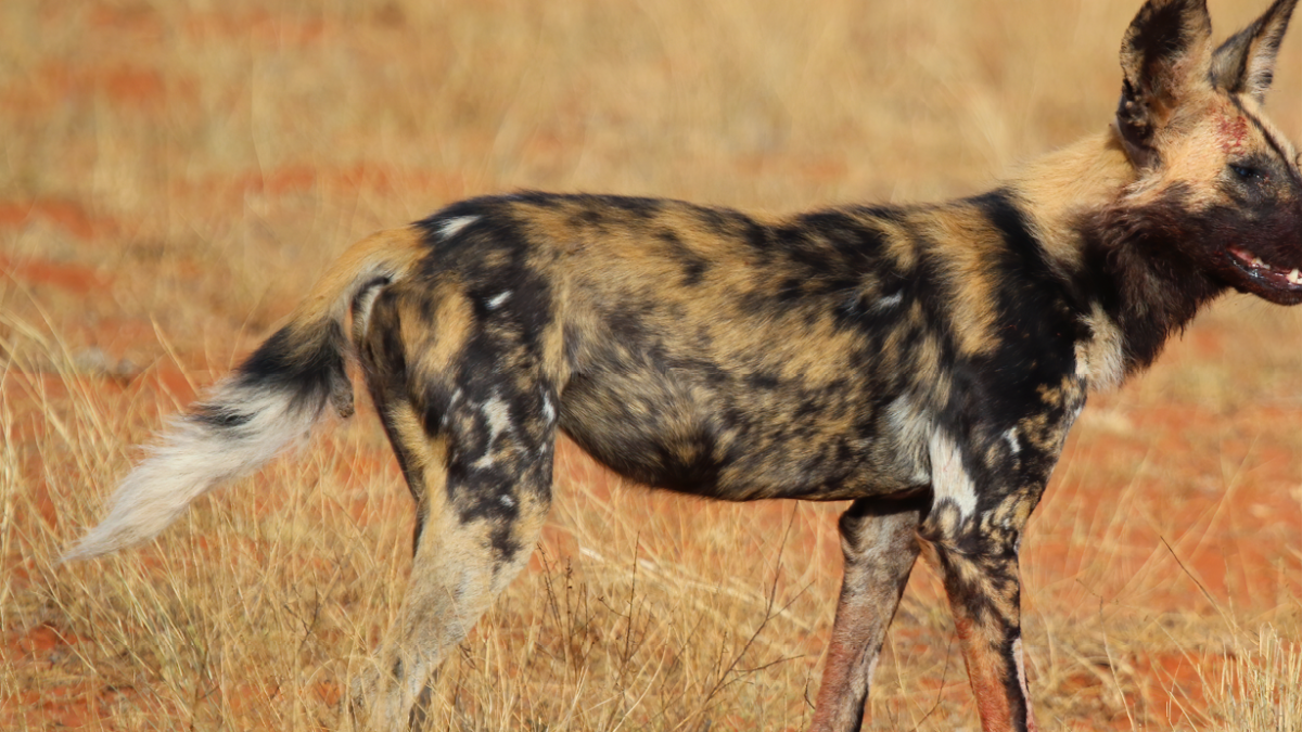 Conservation of Wildlife – The Case of the African Wild Dog