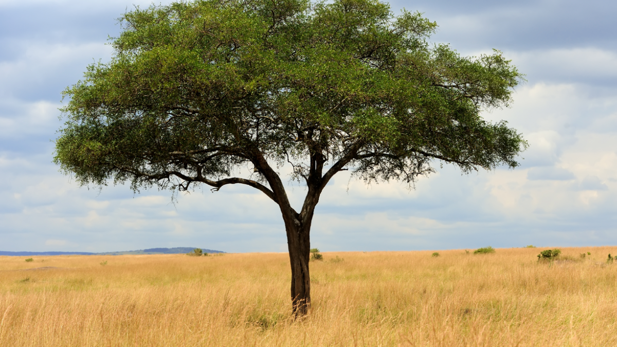 Indigenous knowledge systems and the environment