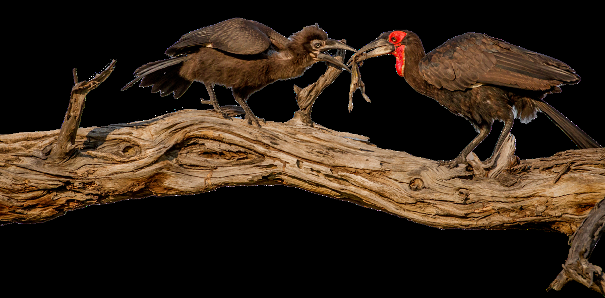 Wildlife Feature: Southern Ground-Hornbill