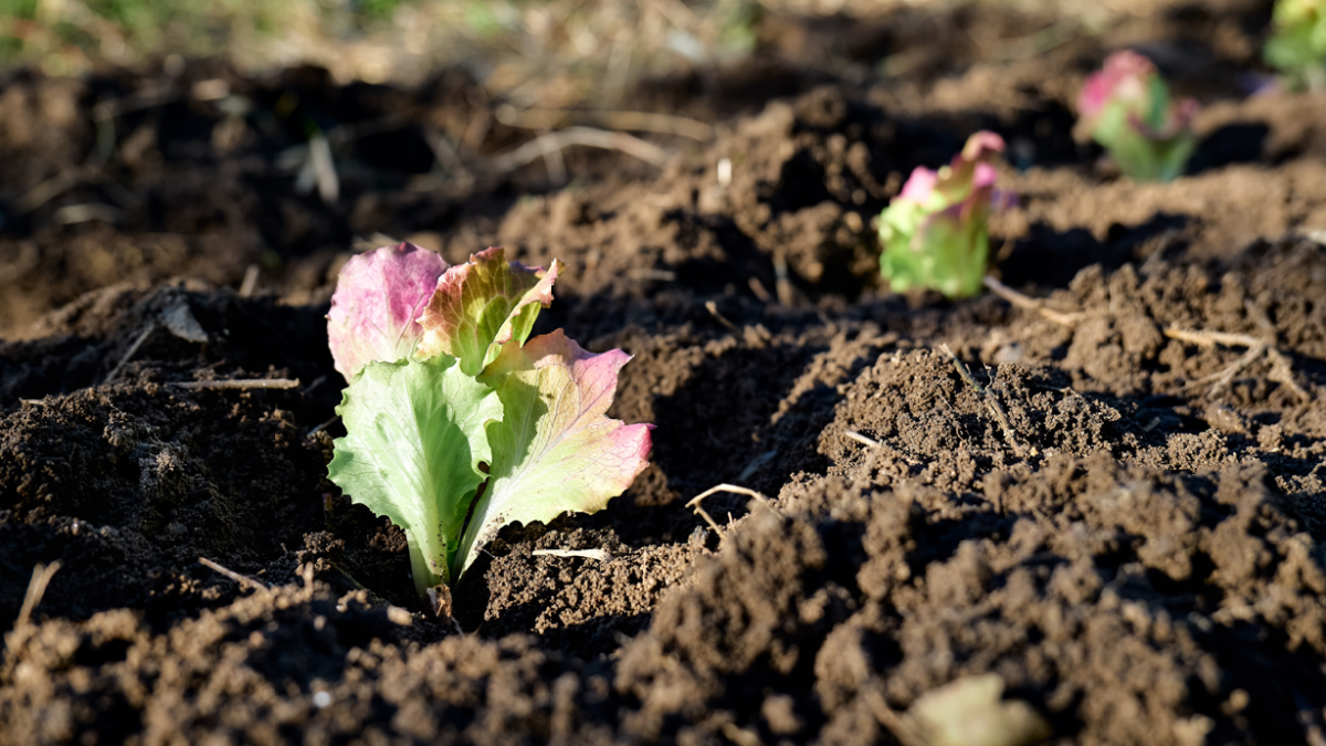 Irrigating Horticulture products with effluent in Africa – Pros and Cons