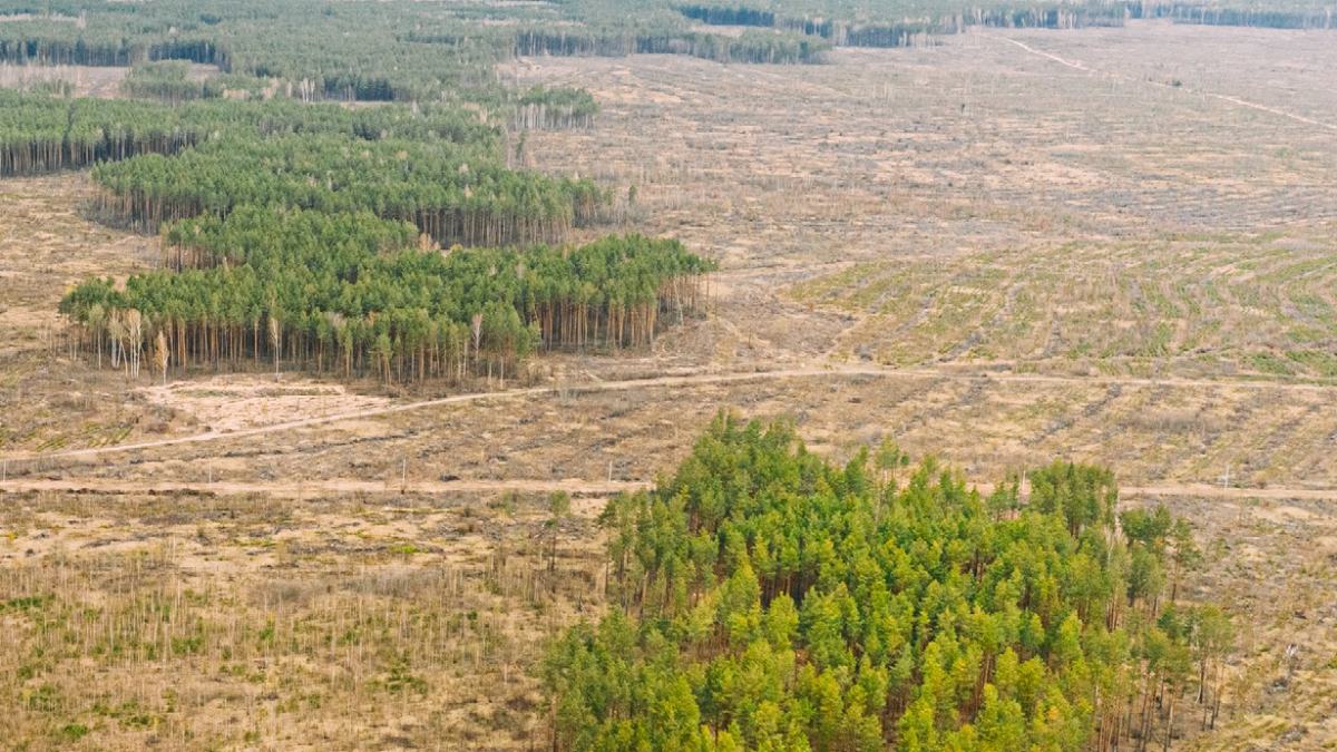 Impacts of Deforestation on Livelihoods