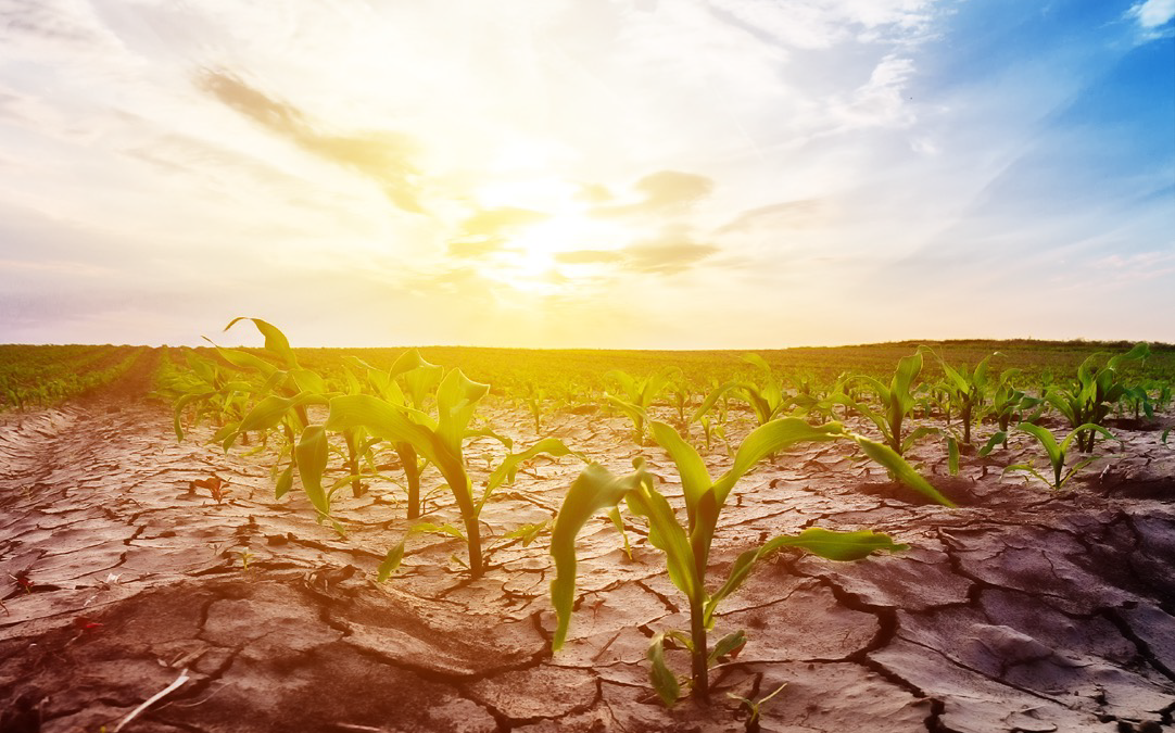 A double whammy: Global crises of climate change and food security