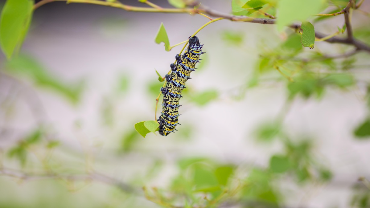 Deforestation, a threat to biodiversity and viable Mopane worm business