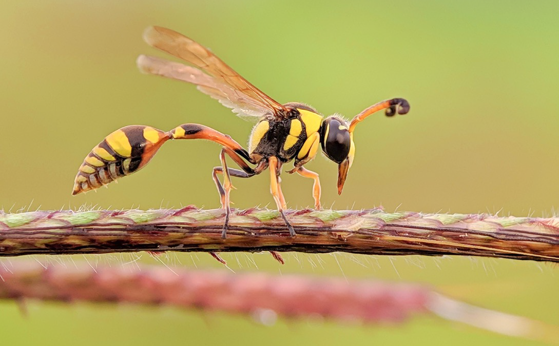 Wasps as indicators of ecological territory – The Zimbabwean experience